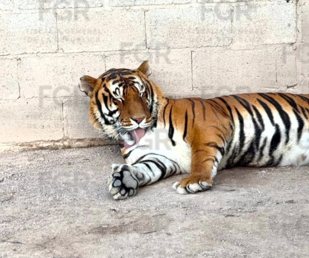 FGR Asegura Tigres de Bengala, Ocelote y 32 Equinos en Cateo en Durango